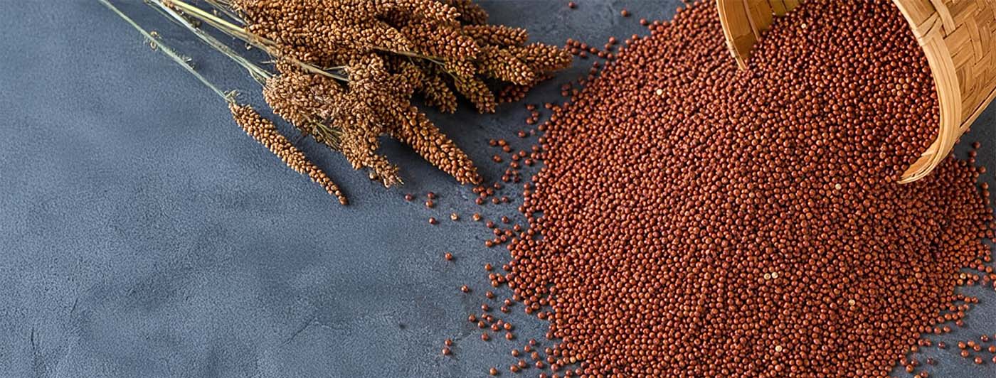 ragi protein per 100g