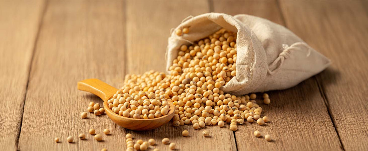 Soy Protein
